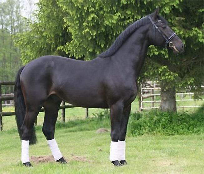 Horses for sale : El Dorado, Hongre KWPN de 14 ans par Diarado et Chin Chin